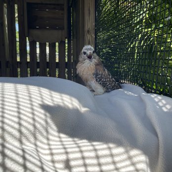 Amazing Animals - Red tail hawk that was rescued - Zoos Near Me - Saint Cloud, Florida
