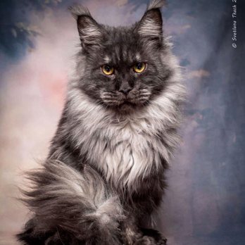 Dobrev Coons Cattery - Champion dad - Pet Breeders Near Me
