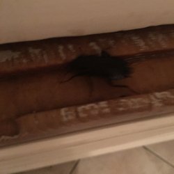 Toluca Lake Manor Assisted Living - Cockroach in the kitchen