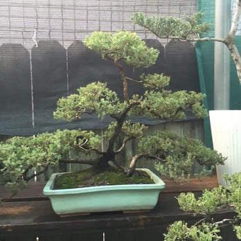 Exotic Bonsai - They just get better and better - Nurseries & Gardening Near Me - Los Angeles, California Exotic Bonsai - They just get better and better - Nurseries & Gardening Near Me - Los Angeles, California