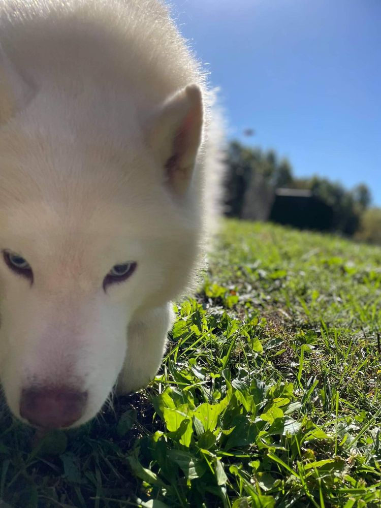 LINNY’S KENNEL Updated September 2024 17 Photos 783 Meade Farm Rd