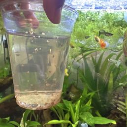 Baby snails infesting tank Baby snails infesting tank