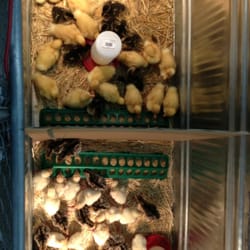 Big R In Rochelle - Young ducks & chicks