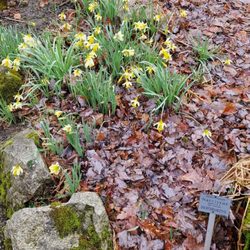 Botanischer Garten Wuppertal - Dichternarzissen