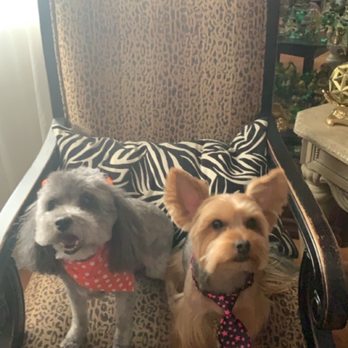 Mommies Pet Grooming - Poodle and Yorkie - Pet Groomers Near Me - El Paso, Texas Mommies Pet Grooming - Poodle and Yorkie - Pet Groomers Near Me - El Paso, Texas