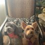 Photo of Mommies Pet Grooming