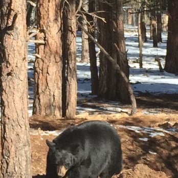 Bearizona - Zoos Near Me - Williams, Arizona