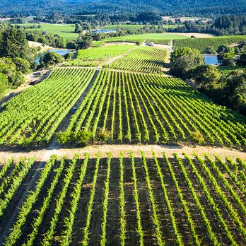 TWOMEY Anderson Valley - TWOMEY Anderson Valley in Philo - Pinot Noir, Sauvignon Blanc, and Merlot - Wineries Near Me - Philo, California TWOMEY Anderson Valley - TWOMEY Anderson Valley in Philo - Pinot Noir, Sauvignon Blanc, and Merlot - Wineries Near Me - Philo, California