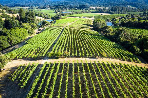 TWOMEY Anderson Valley by null