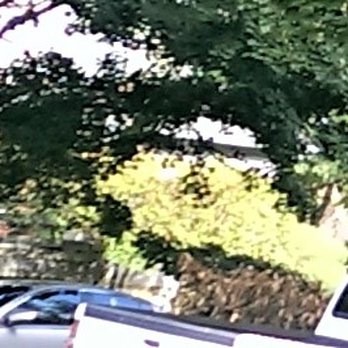 All My Sons Moving & Storage - Your driver retrieving the broken limb today. - Movers Near Me - Clackamas, Oregon All My Sons Moving & Storage - Your driver retrieving the broken limb today. - Movers Near Me - Clackamas, Oregon