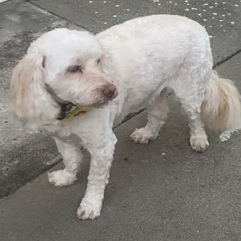 Doggie Grooming Styles - Pet Groomers Near Me - Los Gatos, California