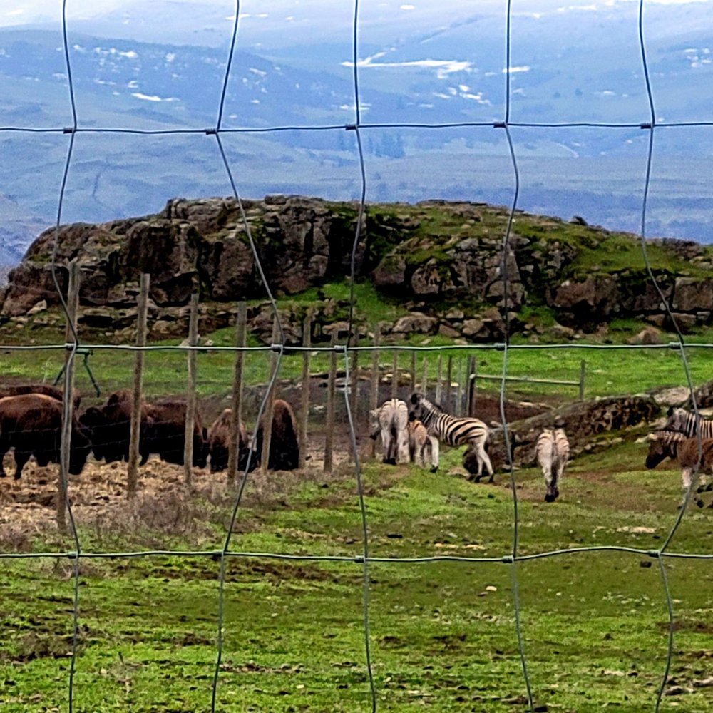Schreiner Farms - Zoos Near Me - Lyle, Washington Schreiner Farms - Zoos Near Me - Lyle, Washington