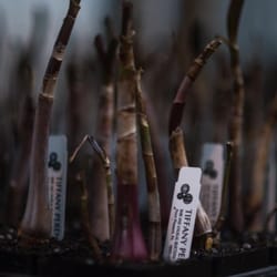 Tiffany Perennials - Tiffany Perennials, Rare and unusual selections