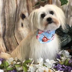 Fur-Ever Beautiful