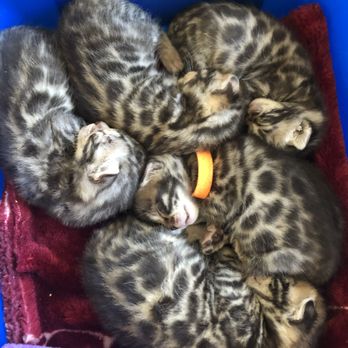 Bengal Babies Cattery - Pet Sitting Near Me Bengal Babies Cattery - Pet Sitting Near Me