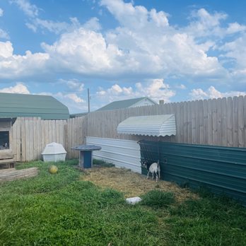 3 W's Farm Market - Little goats (no fee to visit) - Farmers Market Near Me - Chesapeake, Virginia 3 W's Farm Market - Little goats (no fee to visit) - Farmers Market Near Me - Chesapeake, Virginia