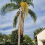 Photo of Huerta's Tree Service