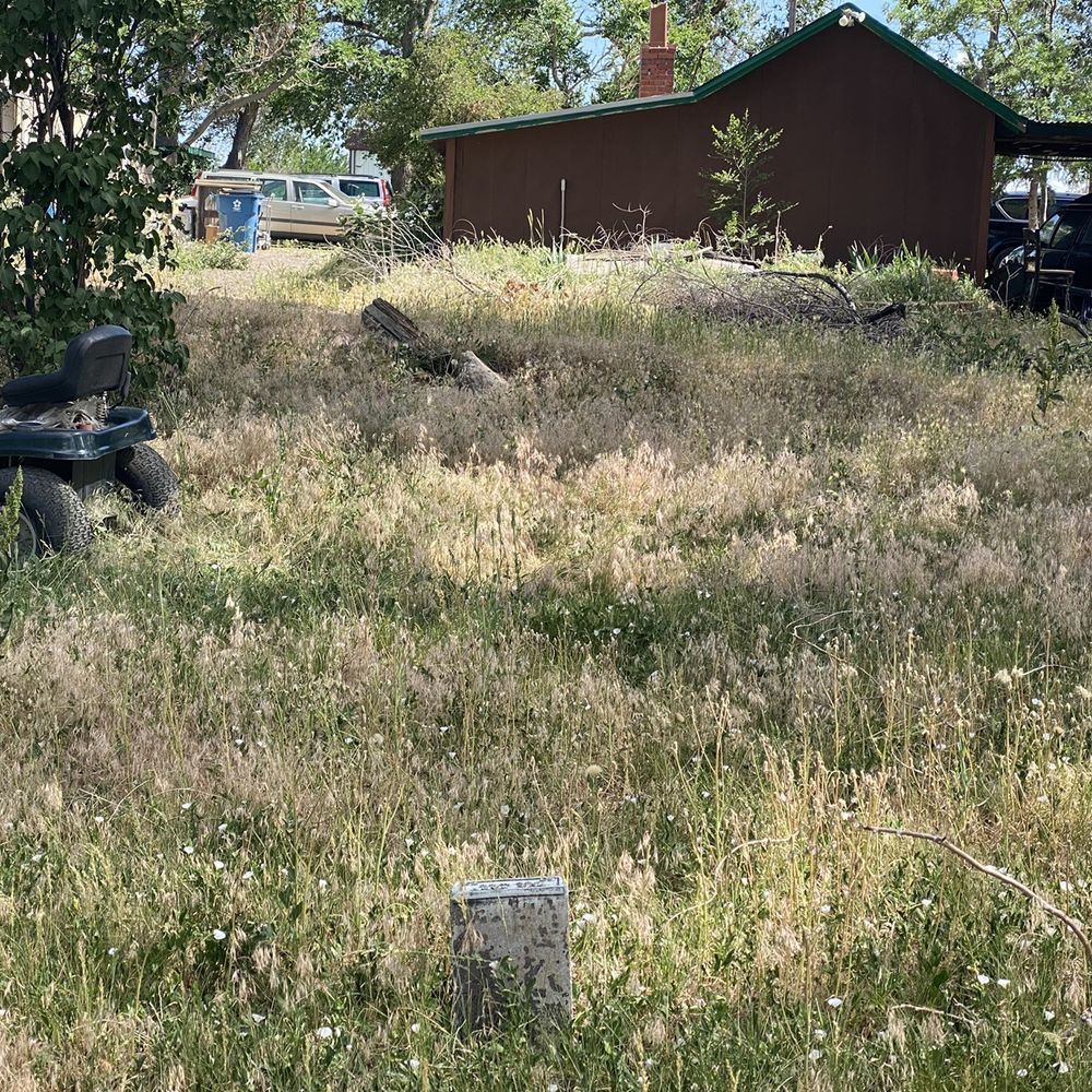 Looks like just a field but animals and their markers are in those weeds. June 2020 Looks like just a field but animals and their markers are in those weeds. June 2020