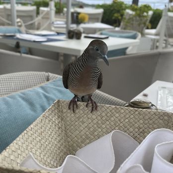 House Without A Key - Cute little guy - Seafood Near Me - Honolulu, Hawaii