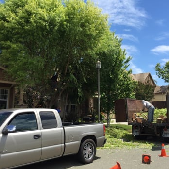 Febronio Tree Service - Trimmed with no damage to homes and landscape. - Tree Services Near Me Febronio Tree Service - Trimmed with no damage to homes and landscape. - Tree Services Near Me