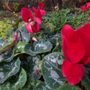 Photo of Eternal Eden Landscape Design