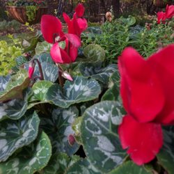 Eternal Eden Landscape Design - Winter color