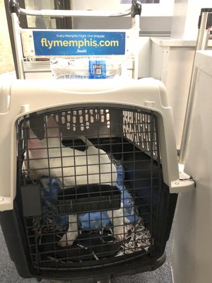 United Airlines by null