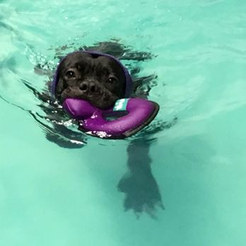 The Puddle - Pet Services Near Me - South Elgin, Illinois