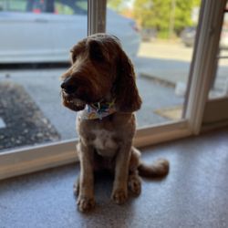 Oasis Pet Salon