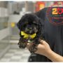 Photo of Puppy Boutique Las Vegas