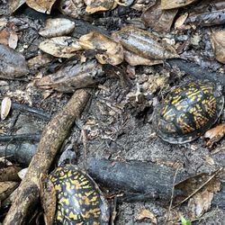 Village Point Park Boardwalk - Turtles