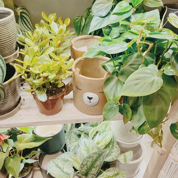 PlantHouse - | PLENTY OF CUTE PLANTS | - Nurseries & Gardening Near Me - Alexandria, Virginia