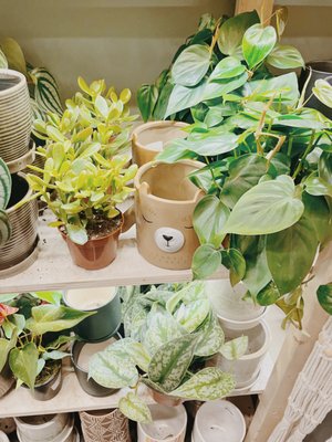 buy jade plant Buy Jade Plant online at best price from plantsguru