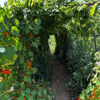 Wild Flour Bread - Tunnel formed by the beautiful growth at the garden. - Bakeries Near Me - Freestone, California