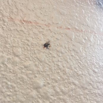 Gin Sushi - Dead fuckin fly above our booth - Sushi Bars Near Me - Temecula, California Gin Sushi - Dead fuckin fly above our booth - Sushi Bars Near Me - Temecula, California