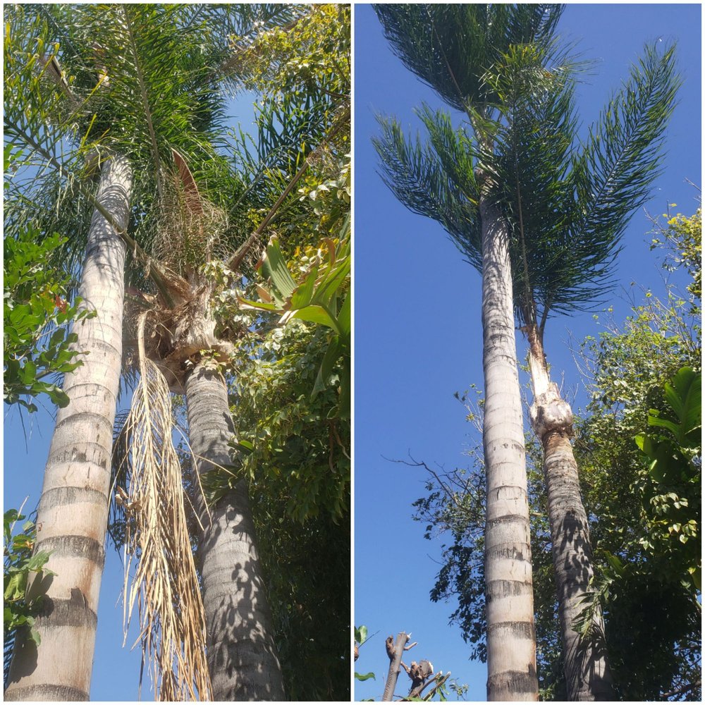Ray Tree Services - Before, After - Landscaping Near Me