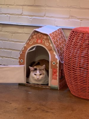 Mac Tabby Cat Cafe - Concord by null