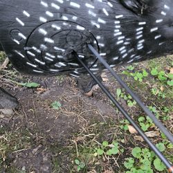 Buck Rub Outfitters