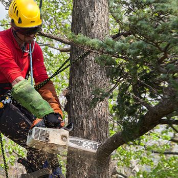 Newton Trees - Tree Services Near Me Newton Trees - Tree Services Near Me