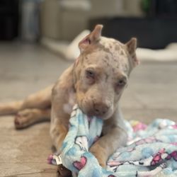 Morningside Animal Hospital