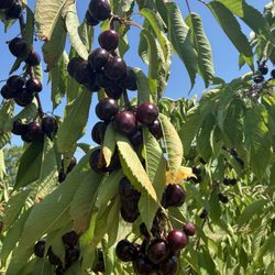 Hallstedt Homestead Cherries