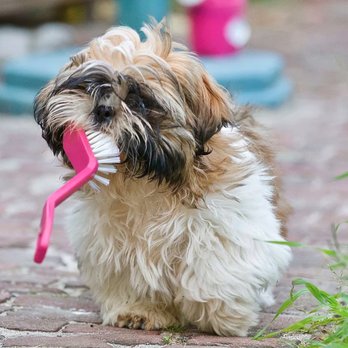 Carmelitas Mobile Grooming - Pet Groomers Near Me Carmelitas Mobile Grooming - Pet Groomers Near Me