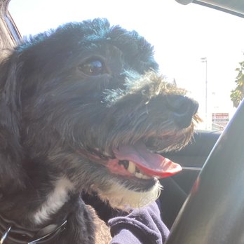 A Canine Castle - Happy girl!! - Pet Groomers Near Me - Redondo Beach, California A Canine Castle - Happy girl!! - Pet Groomers Near Me - Redondo Beach, California