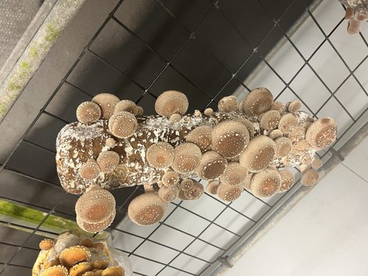 The Woodlands at Phillips Mushroom Farms by null