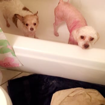 Furever Friends - Pet Groomers Near Me - Carrollton, Texas