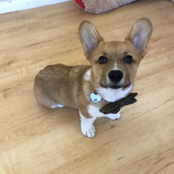 Karma Dog Training - Dog Walkers Near Me - Hermosa Beach, California Karma Dog Training - Dog Walkers Near Me - Hermosa Beach, California