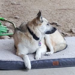 Desert Sky Spine & Pain - My Husky Layla