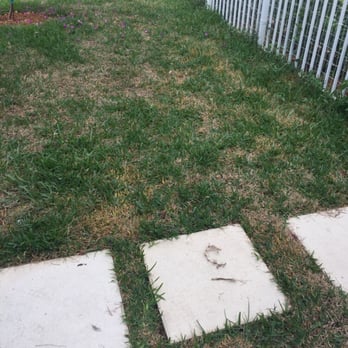 Landscape Solutions - This is my grass two months later! - Nurseries & Gardening Near Me - Oakland Park, Florida Landscape Solutions - This is my grass two months later! - Nurseries & Gardening Near Me - Oakland Park, Florida