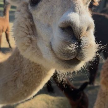 Loomis Alpacas - Attraction Farms Near Me - Loomis, California Loomis Alpacas - Attraction Farms Near Me - Loomis, California