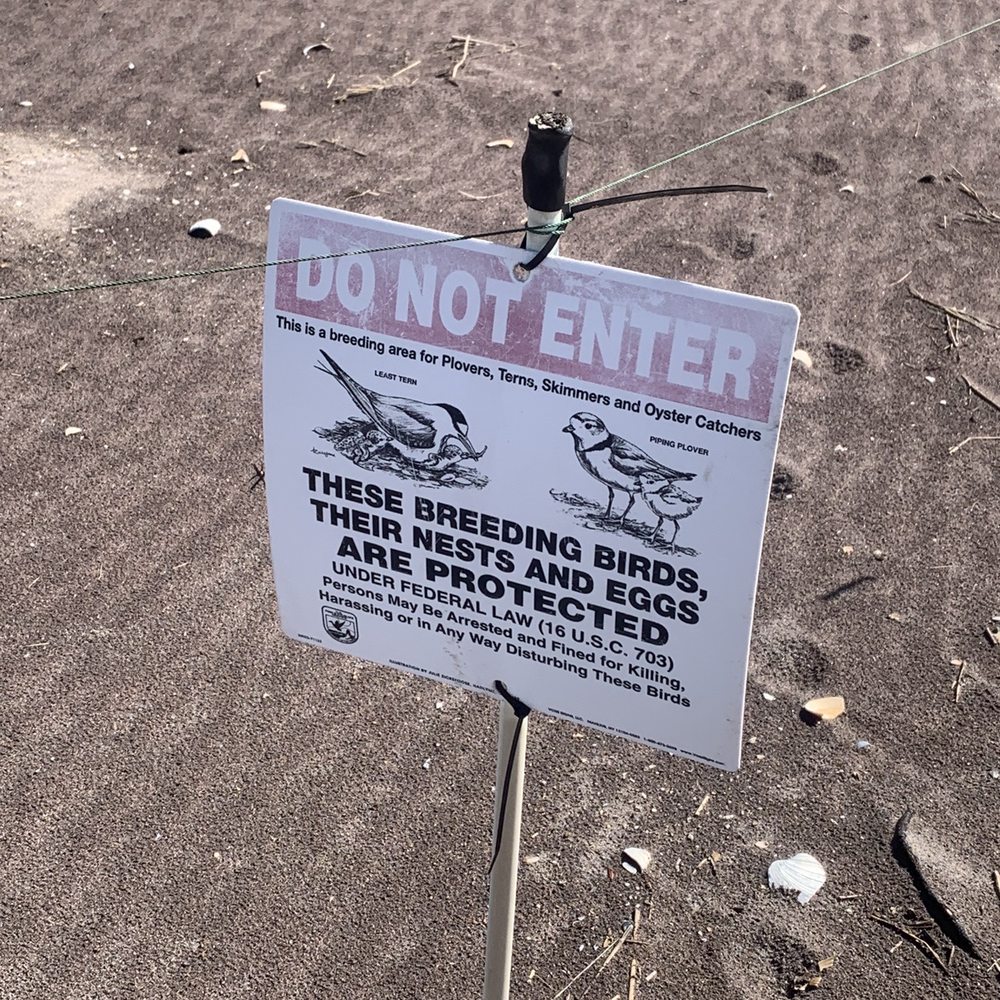 Robert Moses State Park - Dont bug the plovers - Parks Near Me - Babylon, New York Robert Moses State Park - Dont bug the plovers - Parks Near Me - Babylon, New York